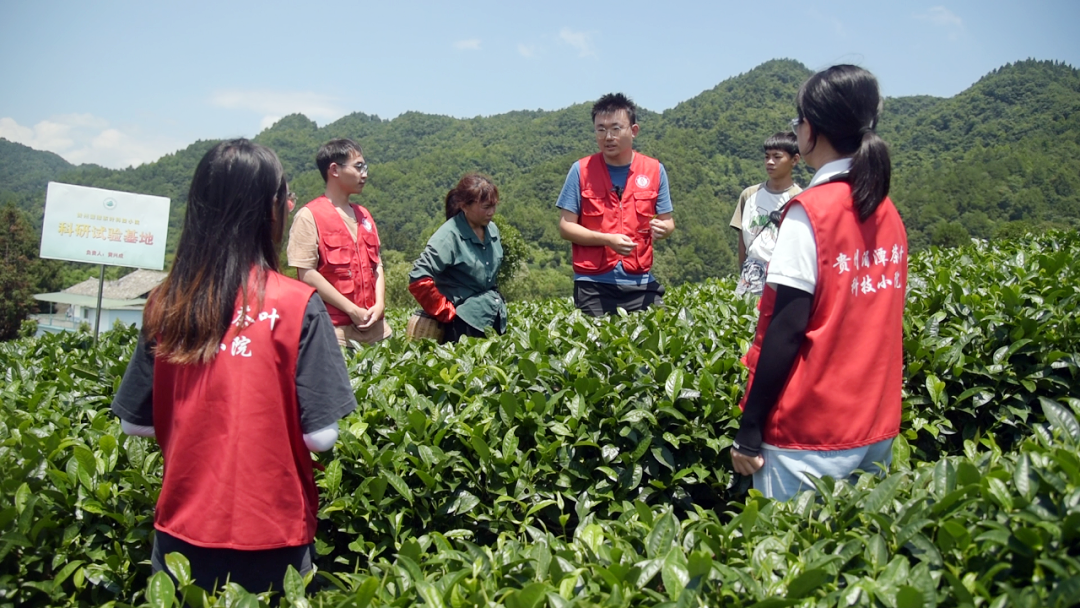 直播遵义打卡美丰湄潭茶叶科技小院