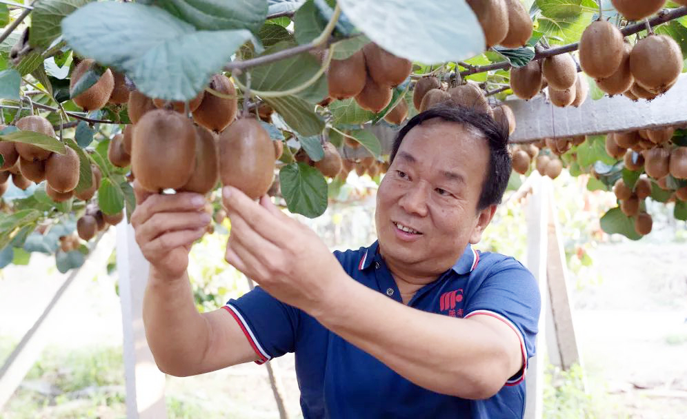 陕西眉县猕猴桃种植户丰收的秘密
