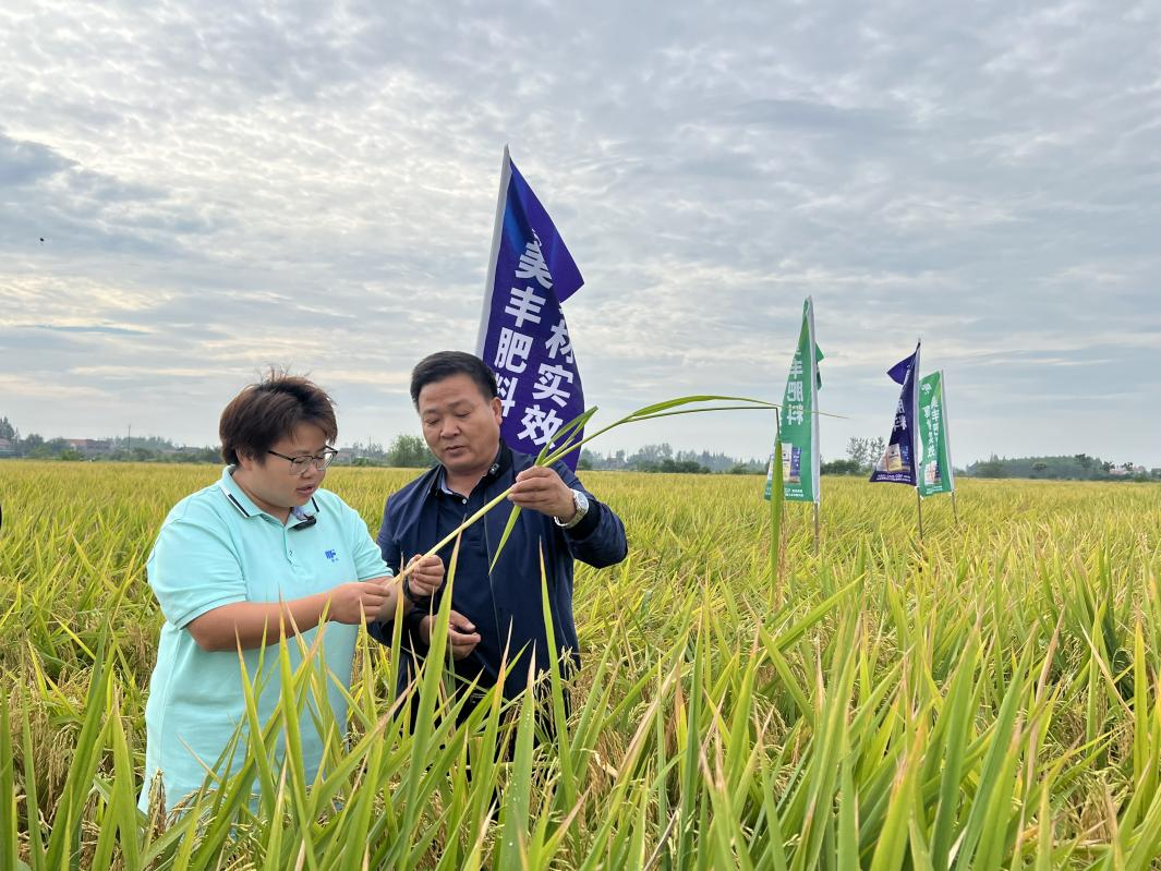 中国农资：增产率16.58%，美丰助力水稻增产丰收