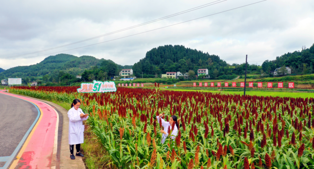 中国农资：四川美丰荣获上市公司乡村振兴最佳实践案例
