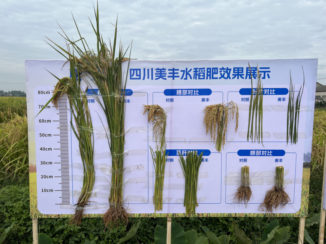 中国农资：四川美丰助力水稻增产丰收